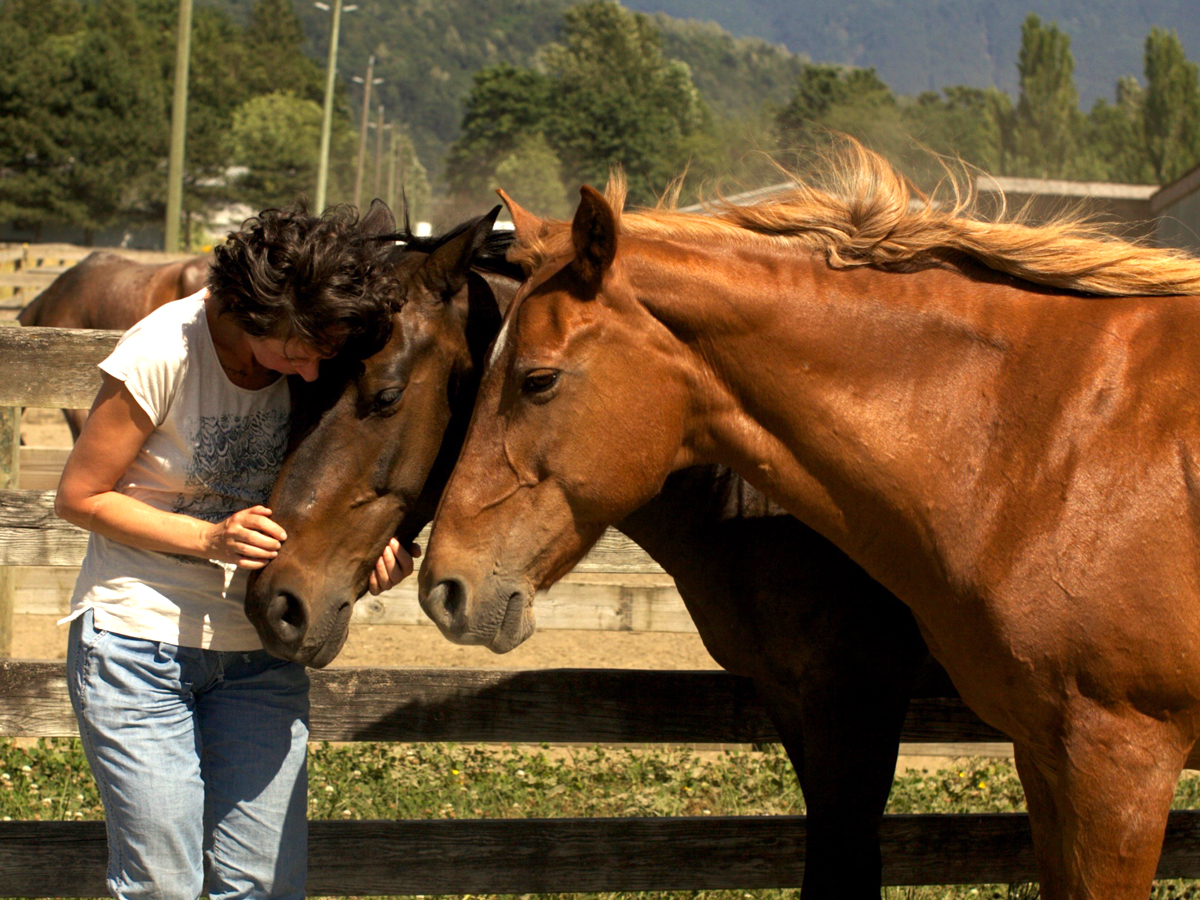 equine coaching